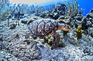This turtle is on the move across the reef after being st... by Steven Anderson 